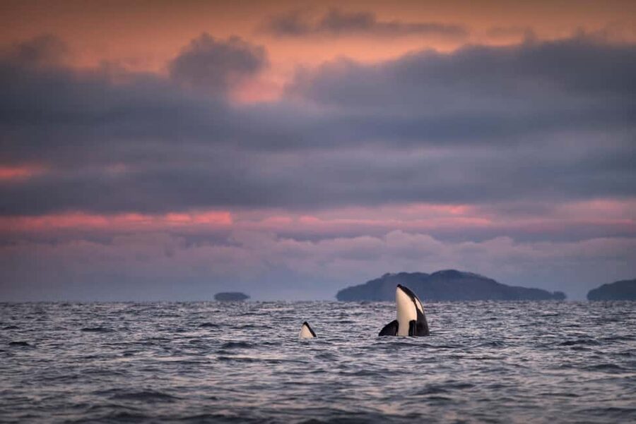 Tromsø: Responsible Whale Watching Cruise Aboard MS Alba - Why this Tromsø safari is worth a full day