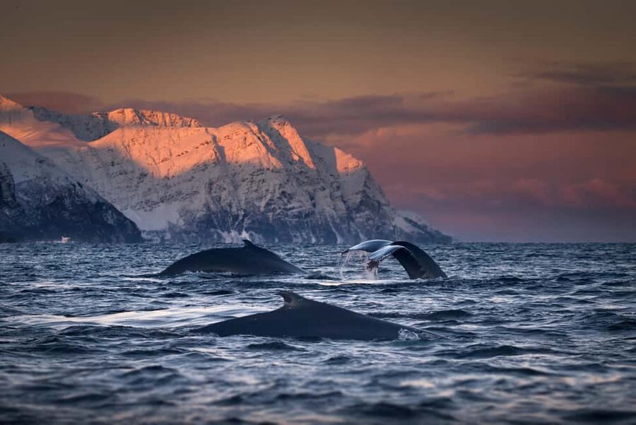 Tromsø: Responsible Whale Watching Cruise Aboard MS Alba - Two hours near the Skjervøy feeding grounds