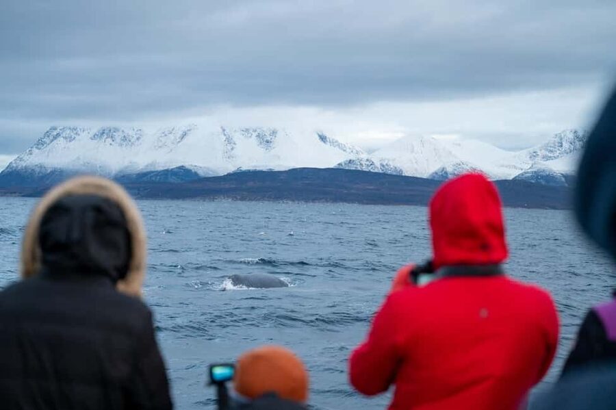 Tromsø: Responsible Whale Watching Cruise Aboard MS Alba - The $215 price and what you receive