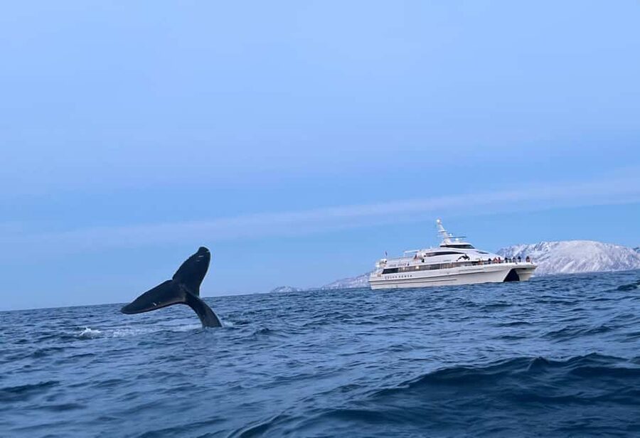 Tromsø Whale Safari with MS Gabriele - Finding orcas and humpbacks in open water