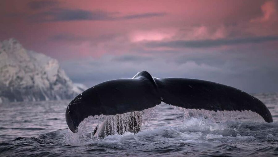Tromsø Whale Safari with MS Gabriele - Guides who add meaning to the sightings