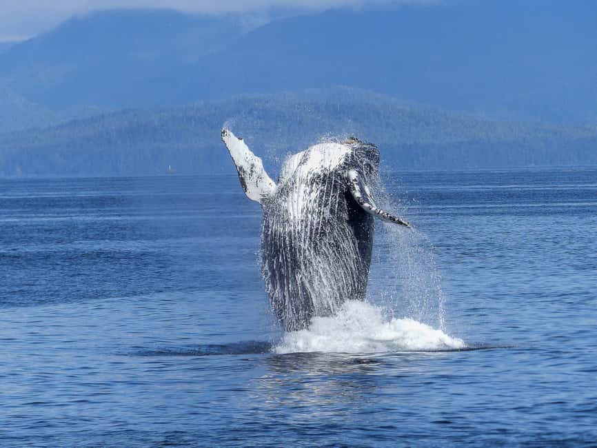 Tromsø Whale Safari with MS Gabriele - December, January, and the February question