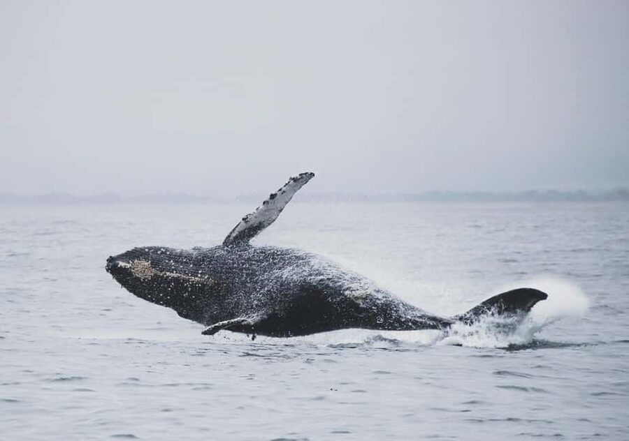 Tromsø Whale Safari with MS Gabriele - Is $207 a fair price?
