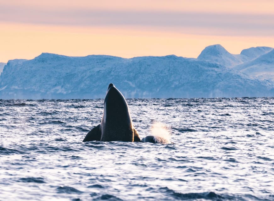 Tromsø Whale Safari with MS Keiser Wilhelm - When weather changes the plan