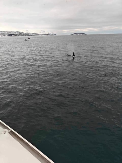 Tromsø Whale Safari with MS Keiser Wilhelm - Who will enjoy this most?