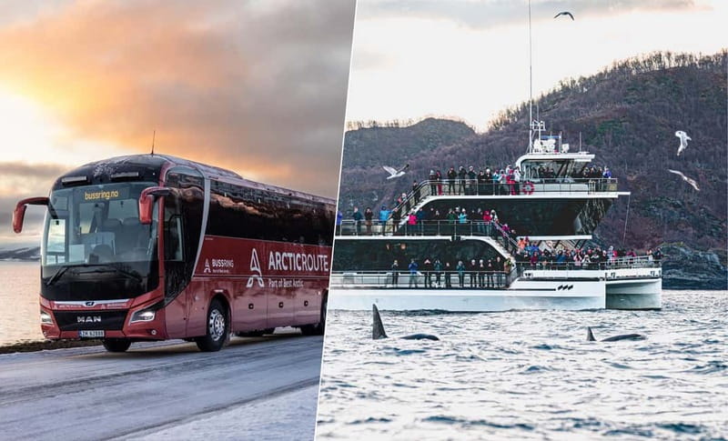 Tromsø: Whale Watching on hybrid boat with scenic bustrip - Tromsø to Skjervøy: a full Arctic day
