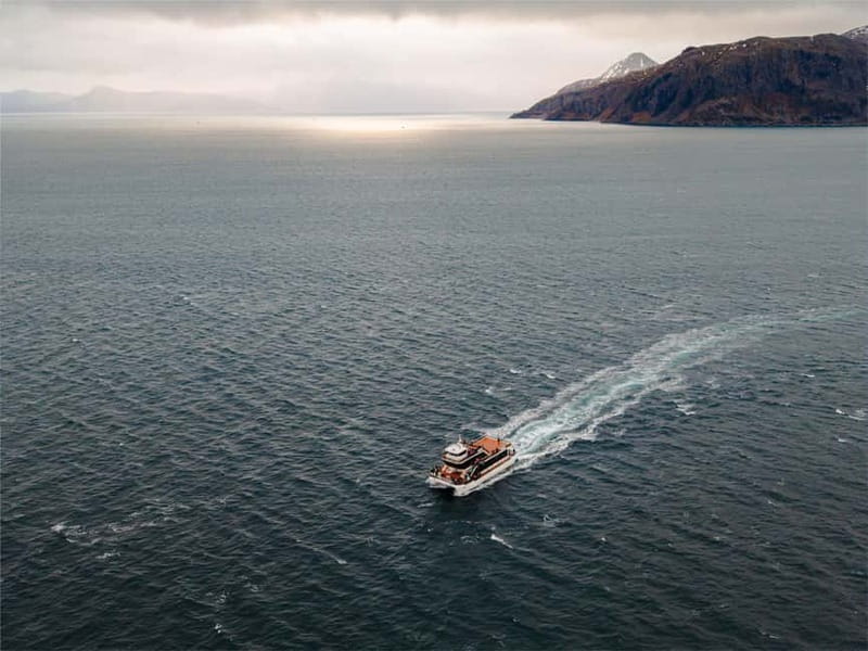 Tromsø: Whale Watching on hybrid boat with scenic bustrip - What whale watching is really like here