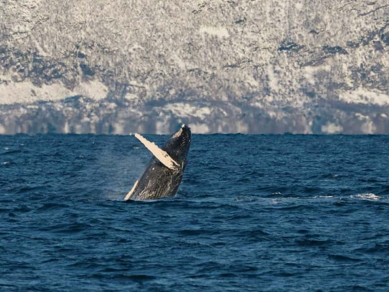 Tromsø: Whale Watching on hybrid boat with scenic bustrip - The scenery may be the day’s lasting reward