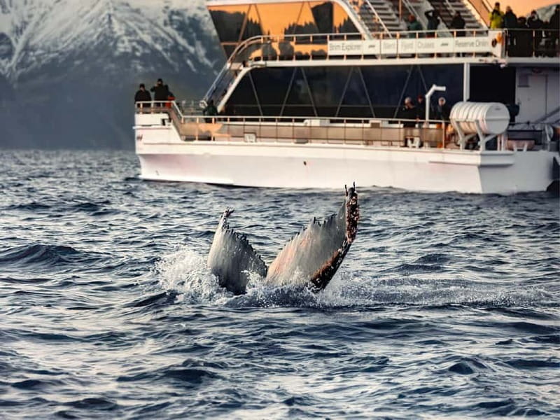 Tromsø: Whale Watching on hybrid boat with scenic bustrip - Who will enjoy this experience most?