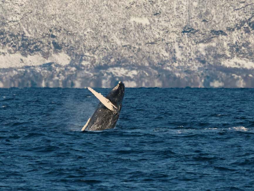 Tromsø: Whale Watching Tour by Hybrid-Electric Boat - Key points to know before you book