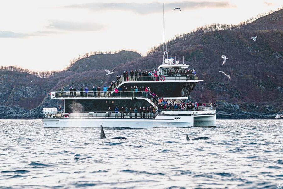 Tromsø: Whale Watching Tour by Hybrid-Electric Boat - A long sail to a very good whale-feeding area