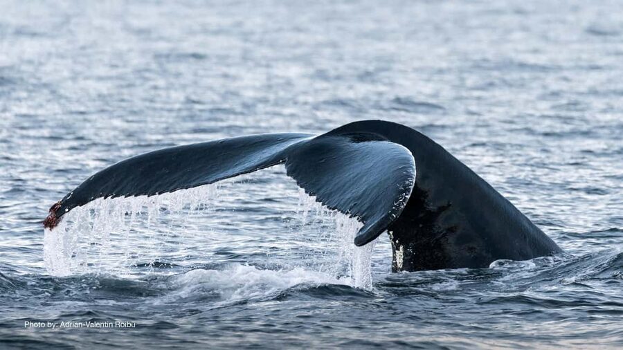 Tromsø: Whale Watching Tour by Hybrid-Electric Boat - Why the hybrid-electric boat improves the outing