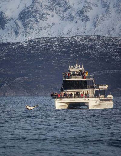 Whale Watching Tour by Hybrid-Electric Boat
