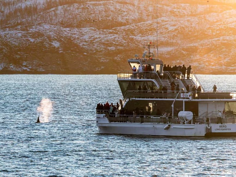 Tromsø: Whale Watching Tour by Hybrid-Electric Boat - Should you book this Tromsø whale tour?