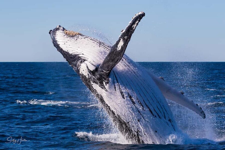 Tweed Heads: Whale Watching Boat Tour - Key points before you book