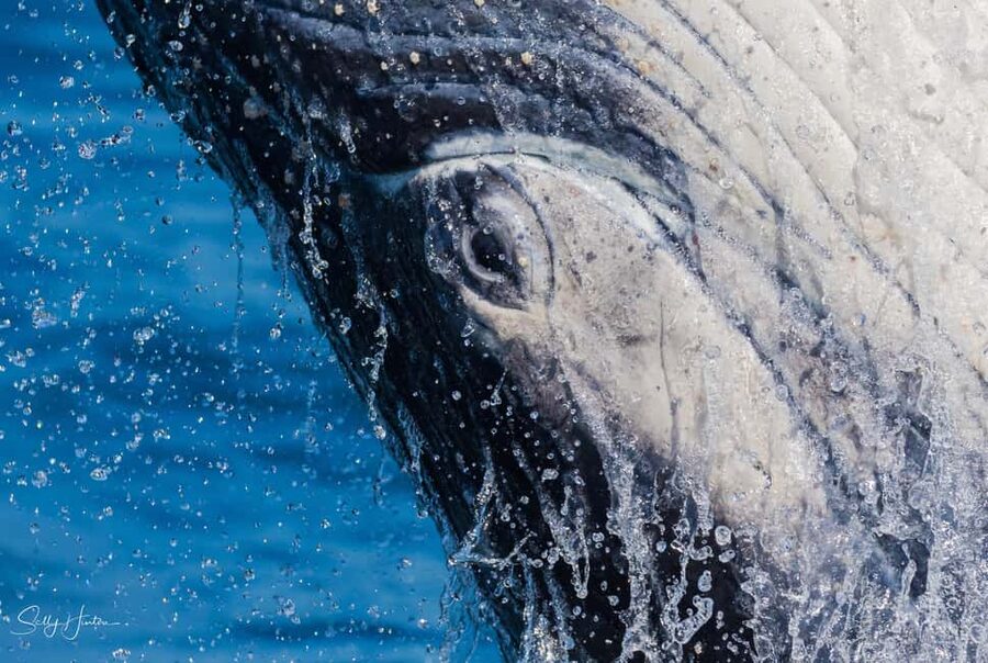 Tweed Heads: Whale Watching Boat Tour - A big boat with room to move