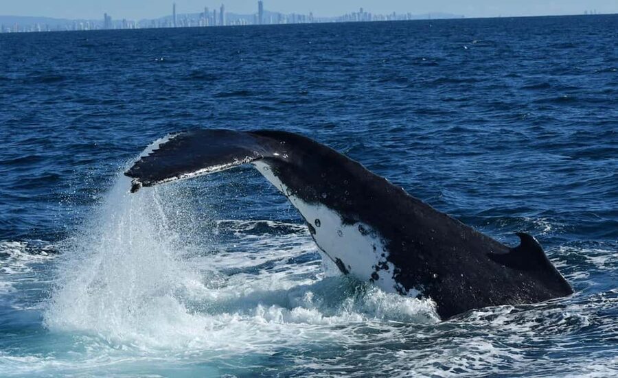 Tweed Heads: Whale Watching Boat Tour - Searching for whales in the open water
