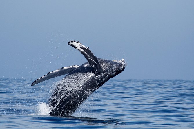 Two-Hour Luxury Whale Watching Tour from Oceanside - Food, drinks, and the cash-only detail
