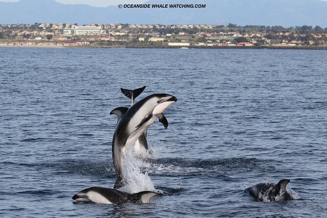 Two-Hour Luxury Whale Watching Tour from Oceanside - Who should book this cruise?