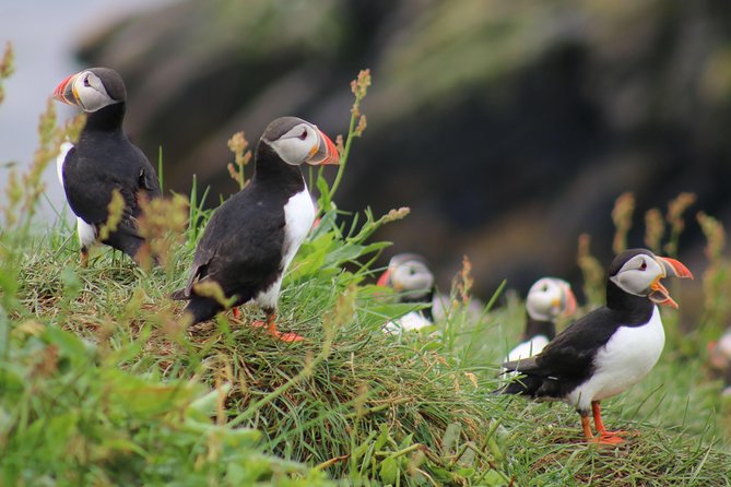 Two-In-One: Whale & Puffin Watching Tours from Reykjavik - Two wildlife trips from Reykjavik’s Old Harbour