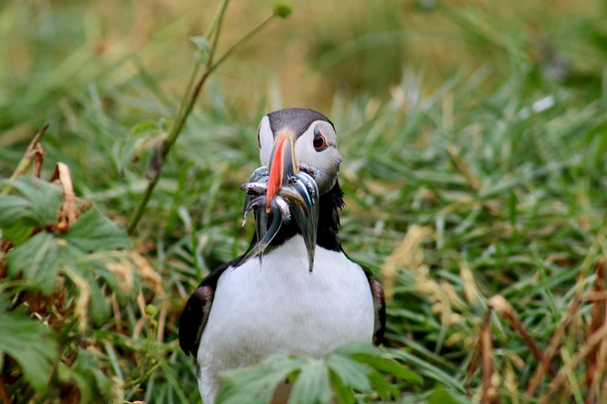 Two-In-One: Whale & Puffin Watching Tours from Reykjavik - The one-hour cruise toward Lundey