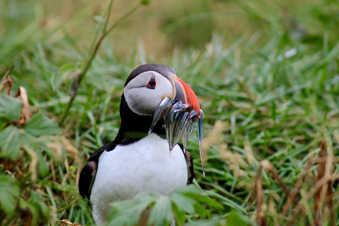 Two-In-One: Whale & Puffin Watching Tours from Reykjavik - How the price compares with the experience