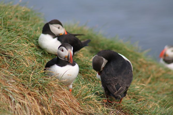 Two-In-One: Whale & Puffin Watching Tours from Reykjavik - Who should book this combination