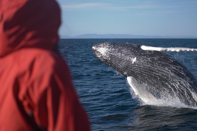 Two-In-One: Whale & Puffin Watching Tours from Reykjavik - Should you book the whale and puffin combination?