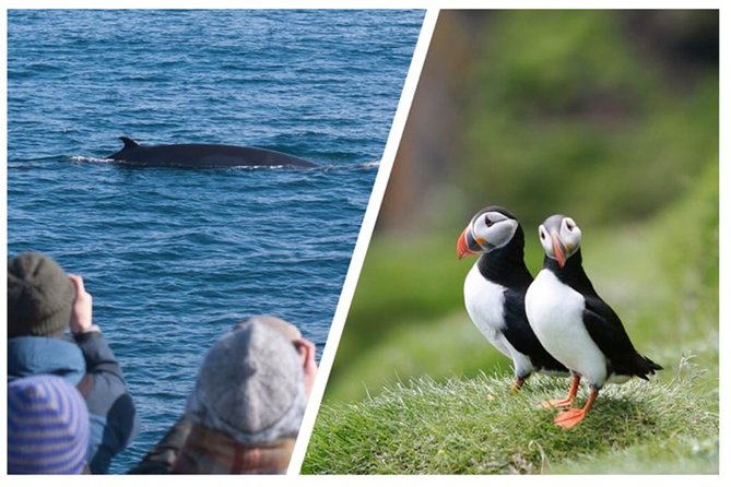 Two-In-One: Whale & Puffin Watching Tours from Reykjavik - Your Old Harbour intermission