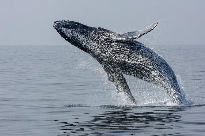 Ultimate Juneau Whale Watch and Mendenhall Glacier View - Auke Bay and the hunt for humpbacks