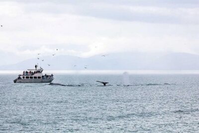 Ultimate Juneau Whale Watch and Mendenhall Glacier View