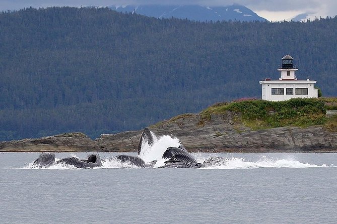 Ultimate Juneau Whale Watch and Mendenhall Glacier View - Best season and realistic wildlife expectations