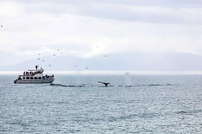Ultimate Juneau Whale Watch and Mendenhall Glacier View - Guides who make the difference