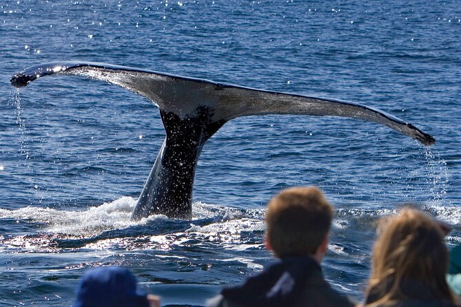 Ultimate Whale Watch and Tracy's Crab Shack Combo - Key points to know before booking
