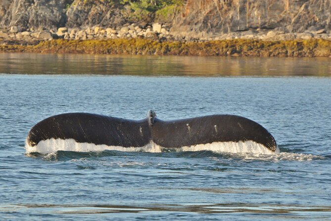 Ultimate Whale Watch and Tracy's Crab Shack Combo - Three hours in search of Juneau’s humpbacks