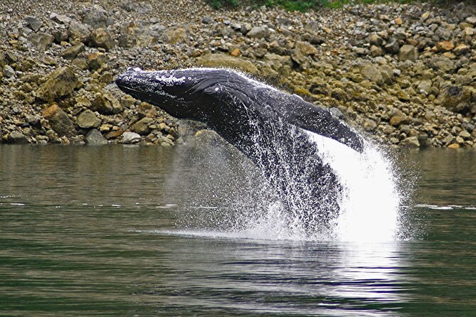 Ultimate Whale Watch and Tracy's Crab Shack Combo - Who should book this Juneau combination?