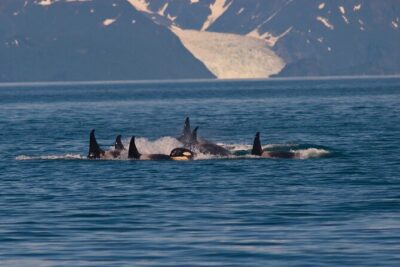 Ultimate Whale Watch and Tracy’s Crab Shack Combo