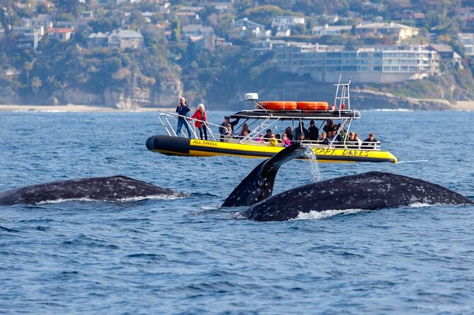 Up-Close Dolphin & Whale Watching Zodiac Adventure in Dana Point - Key points to know before you go