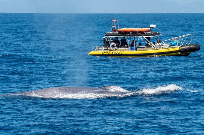Up-Close Dolphin & Whale Watching Zodiac Adventure in Dana Point - Why Dana Point is a strong place for whale watching