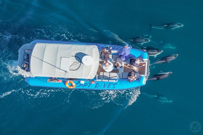 Up-Close Dolphin & Whale Watching Zodiac Adventure in Dana Point - What happens once you reach the wildlife