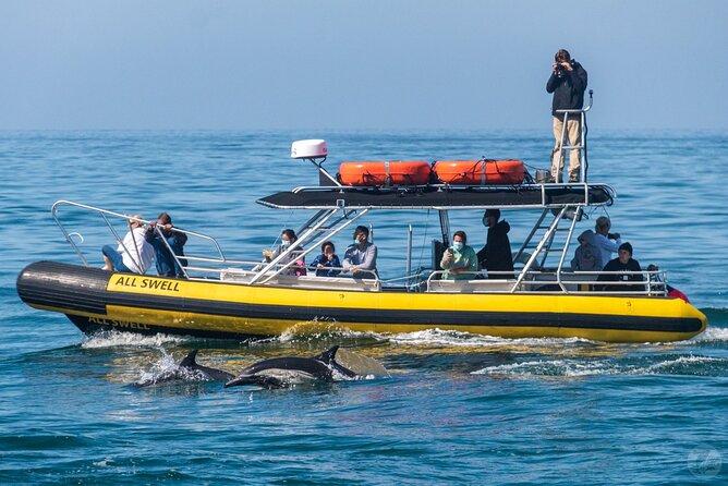 Up-Close Dolphin & Whale Watching Zodiac Adventure in Dana Point - The seasonal guide to dolphins and whales