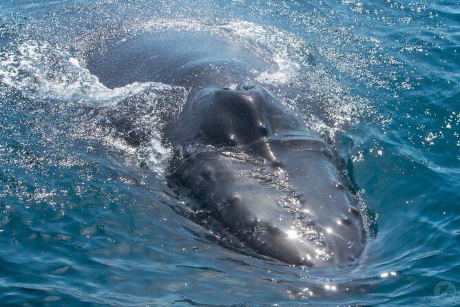 Up-Close Dolphin & Whale Watching Zodiac Adventure in Dana Point - Is $99.99 a good value?
