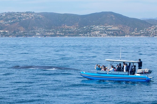Up-Close Dolphin & Whale Watching Zodiac Adventure in Dana Point - Who will enjoy this ride most