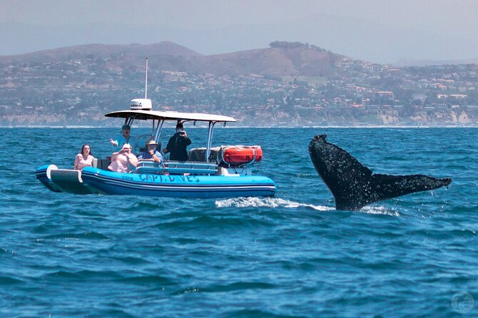 Up-Close Dolphin & Whale Watching Zodiac Adventure in Dana Point - The wildlife guarantee and the main risks