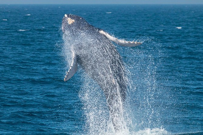 Up-Close Dolphin & Whale Watching Zodiac Adventure in Dana Point - The Zodiac ride: fast, close, and a little wet