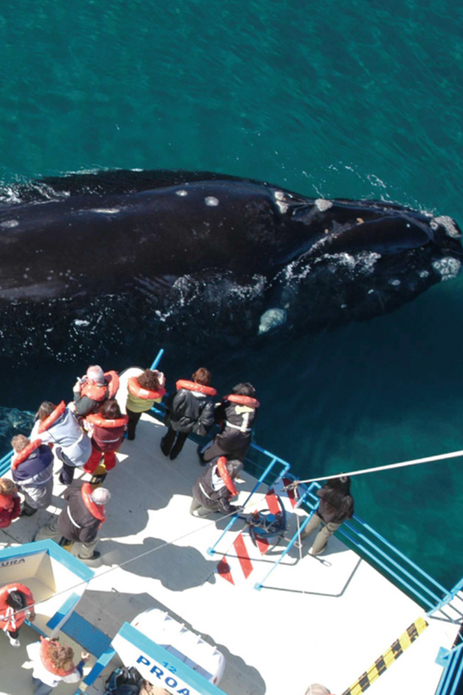 Valdes Peninsula: Full Day with Whale Watching - Key points to know before booking