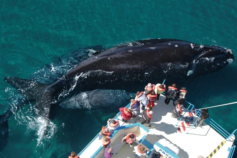 Valdes Peninsula: Full Day with Whale Watching - A full day inside Valdes Peninsula