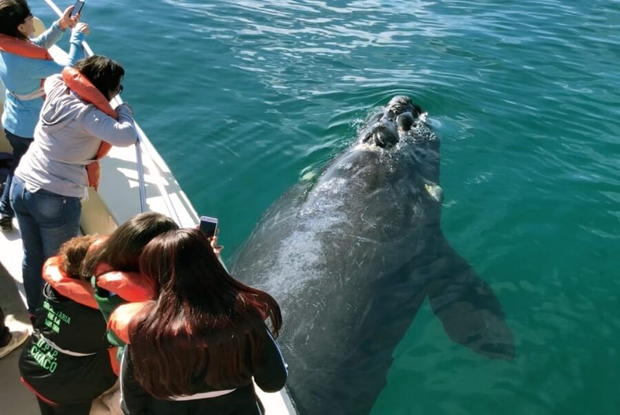 Valdes Peninsula: Full Day with Whale Watching - Punta Norte and the marine wildlife calendar
