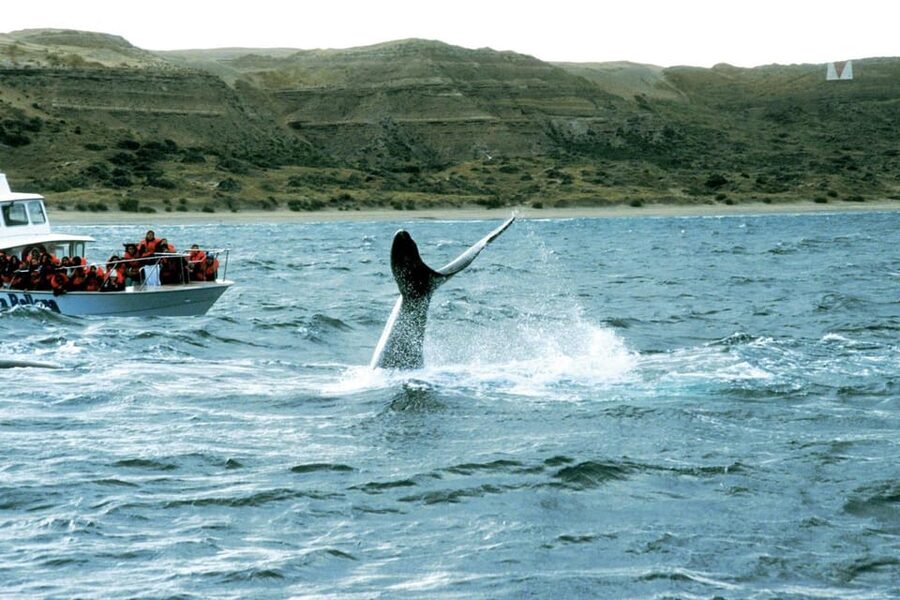 Valdes Peninsula: Full Day with Whale Watching - Wildlife beyond the whales