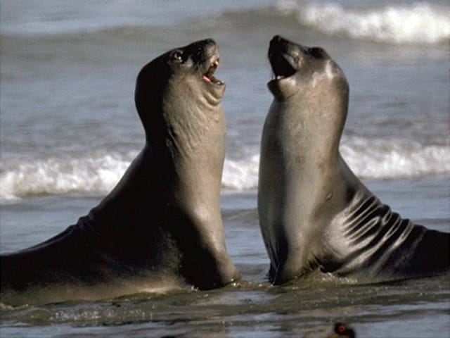 Valdes Peninsula: Full Day with Whale Watching - Is $298 a fair price?